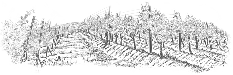 Les vins du Domaine Raveneau